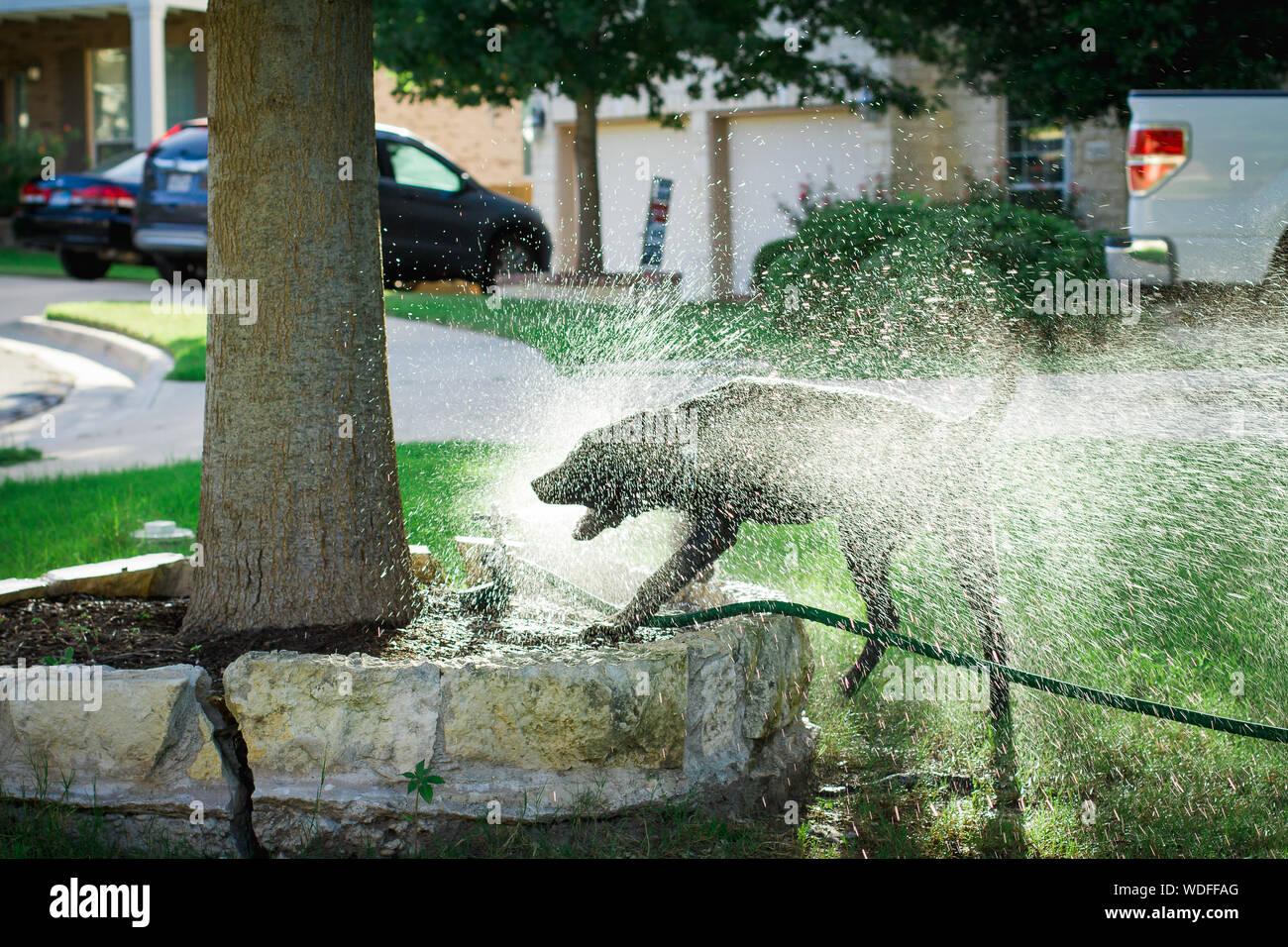 Water From Faucet Splashing On Dog In Lawn Stock Photo 266487384
