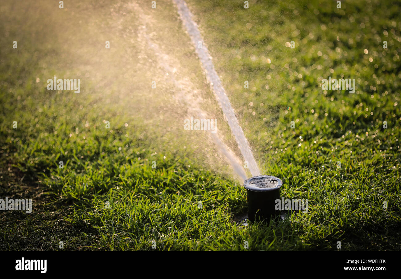 A pop up water sprinkler watering the lawn on a sunny evening Stock Photo