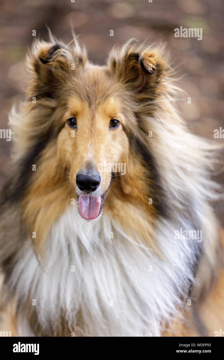 Rough coat collie hi-res stock photography and images - Alamy