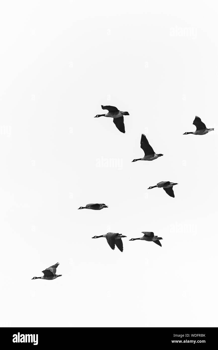 Black and white shot of flying canada geese Stock Photo