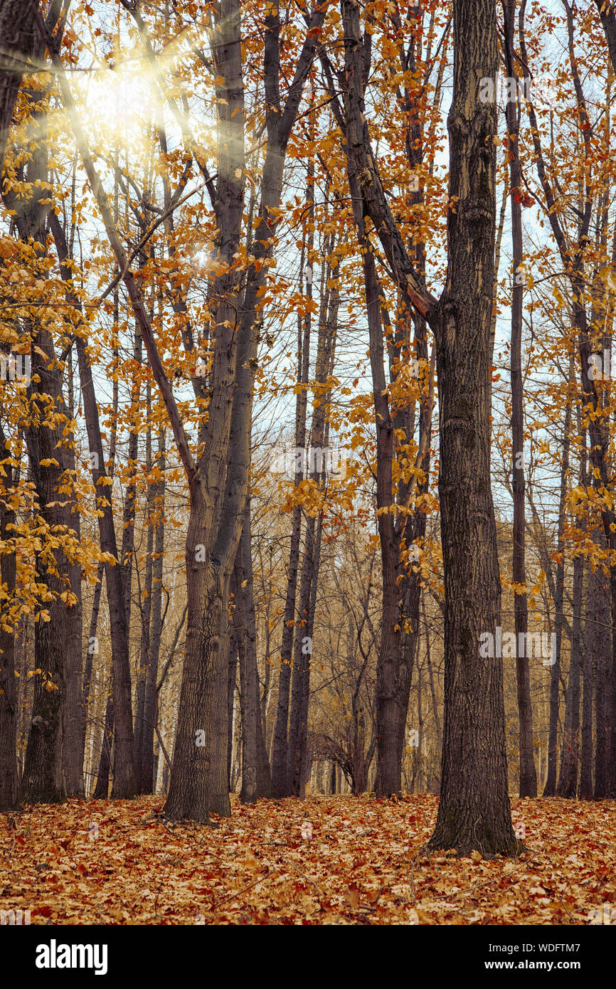 Autumn golden landscape forest. Yellow trees and sun Stock Photo - Alamy
