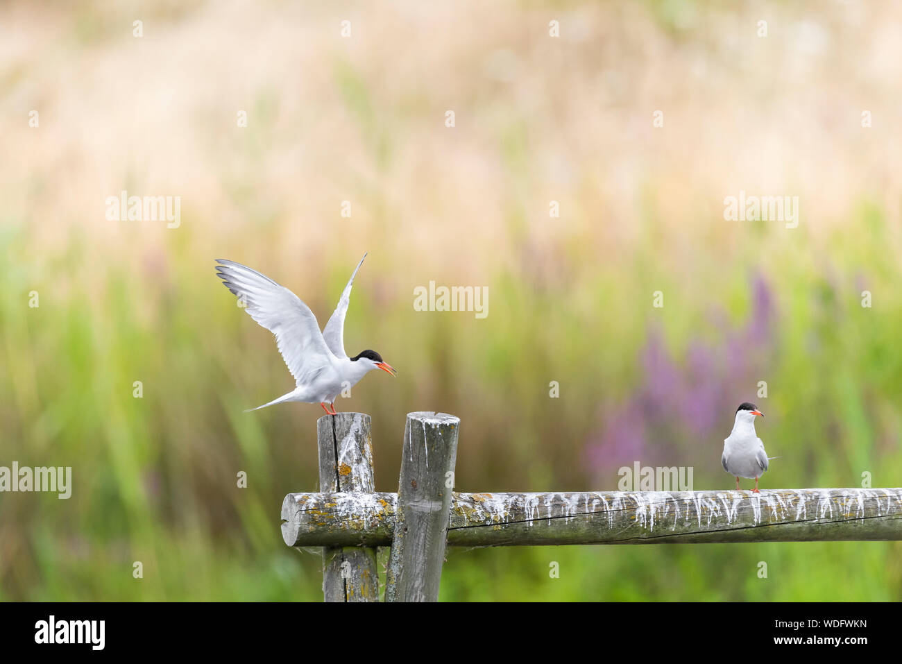 Common Terns, Sterna hirundo, at Greenwich Ecology park. One perched one landing. Stock Photo