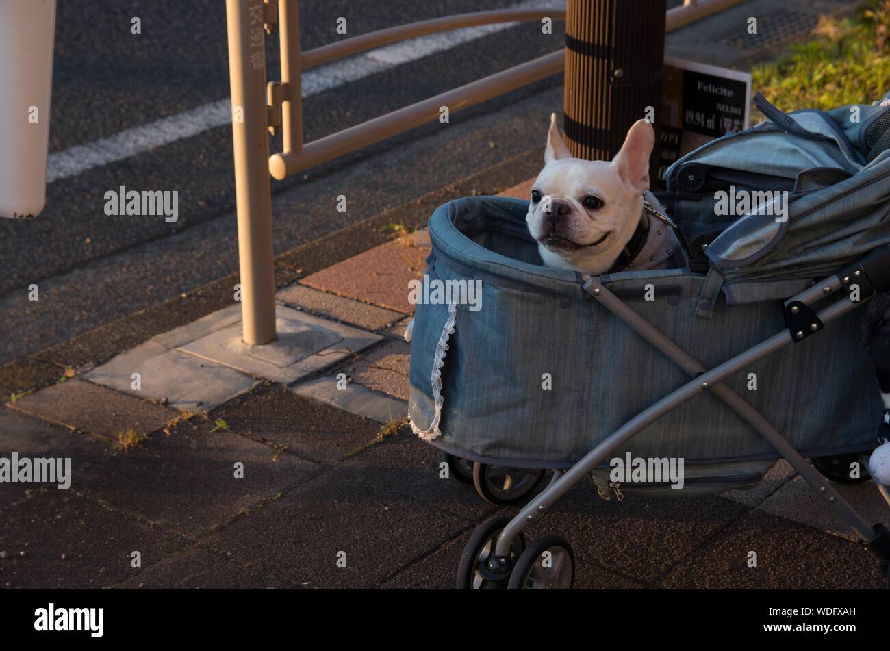 frenchie stroller
