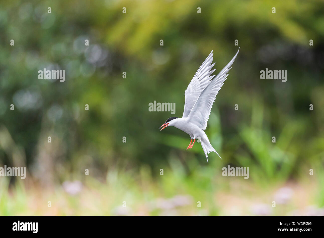 Common Tern, Sterna hirundo, at Greenwich Ecology park, upright wings, coming in to land. Stock Photo
