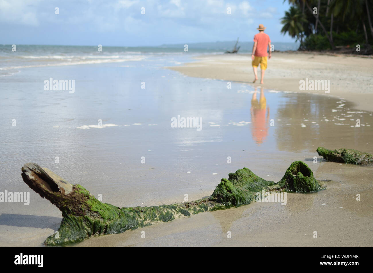Walking on driftwood hires stock photography and images Alamy