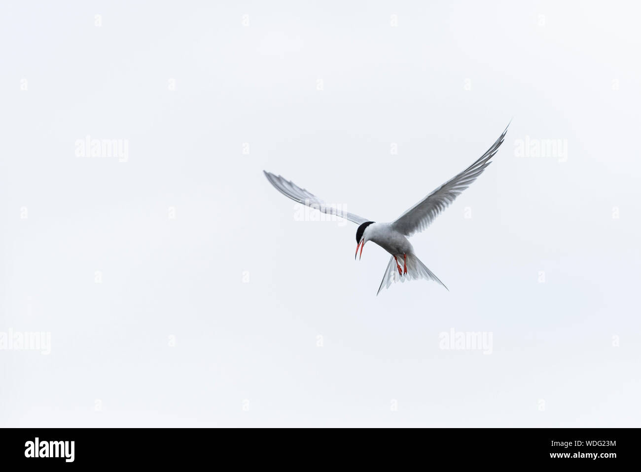 Common Terns, Sterna hirundo, at Greenwich Ecology park. Hovering against a white sky. Stock Photo