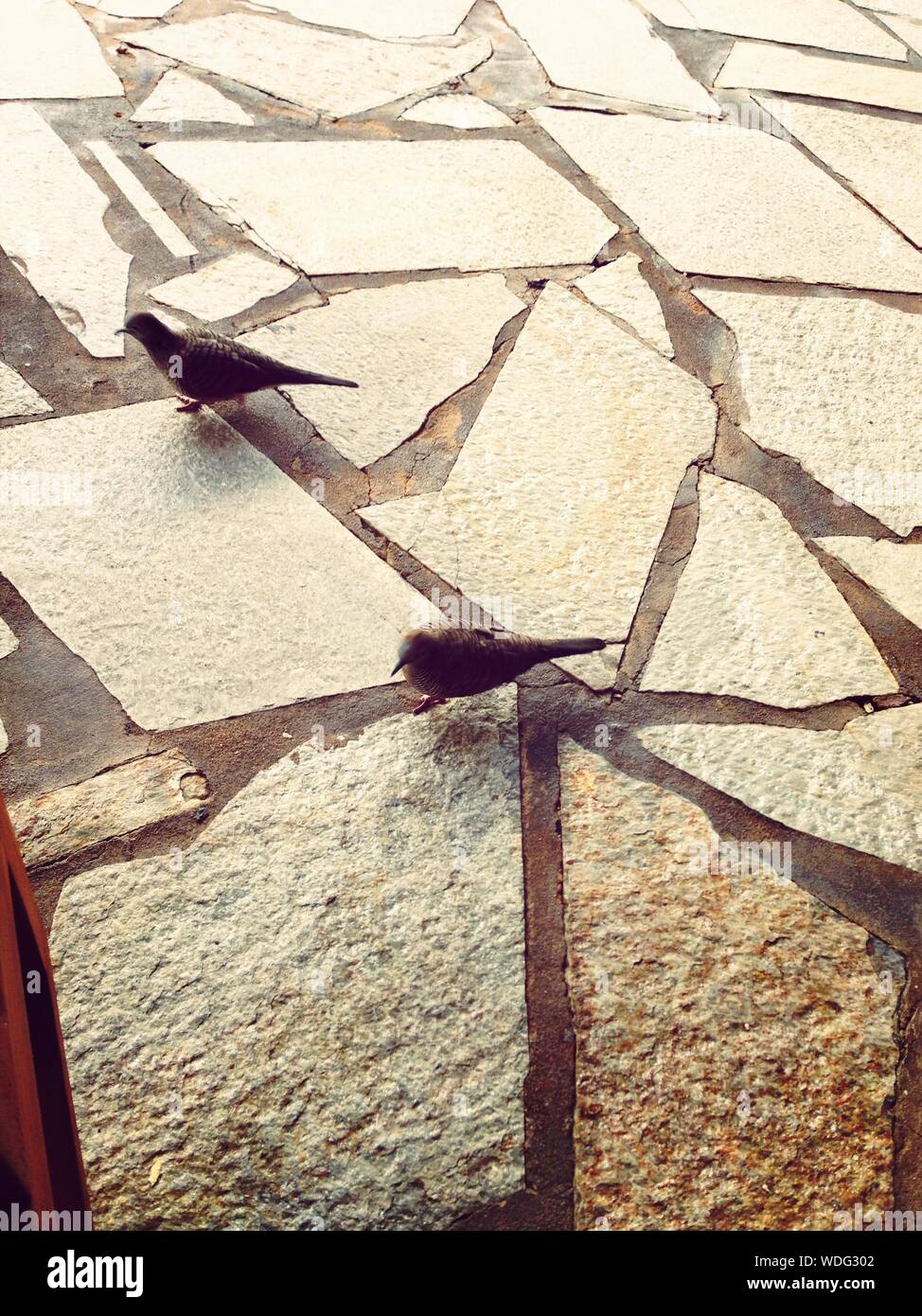 Two Birds Walking On Stone Pavement Stock Photo