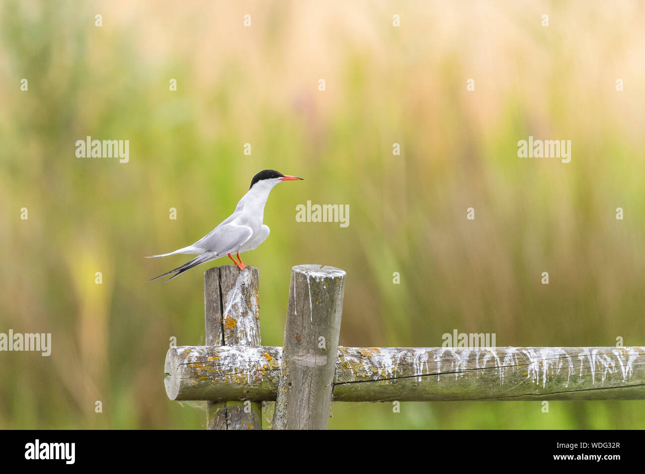 Common Terns, Sterna hirundo, at Greenwich Ecology park. Side view, perched on wooden pole. Stock Photo