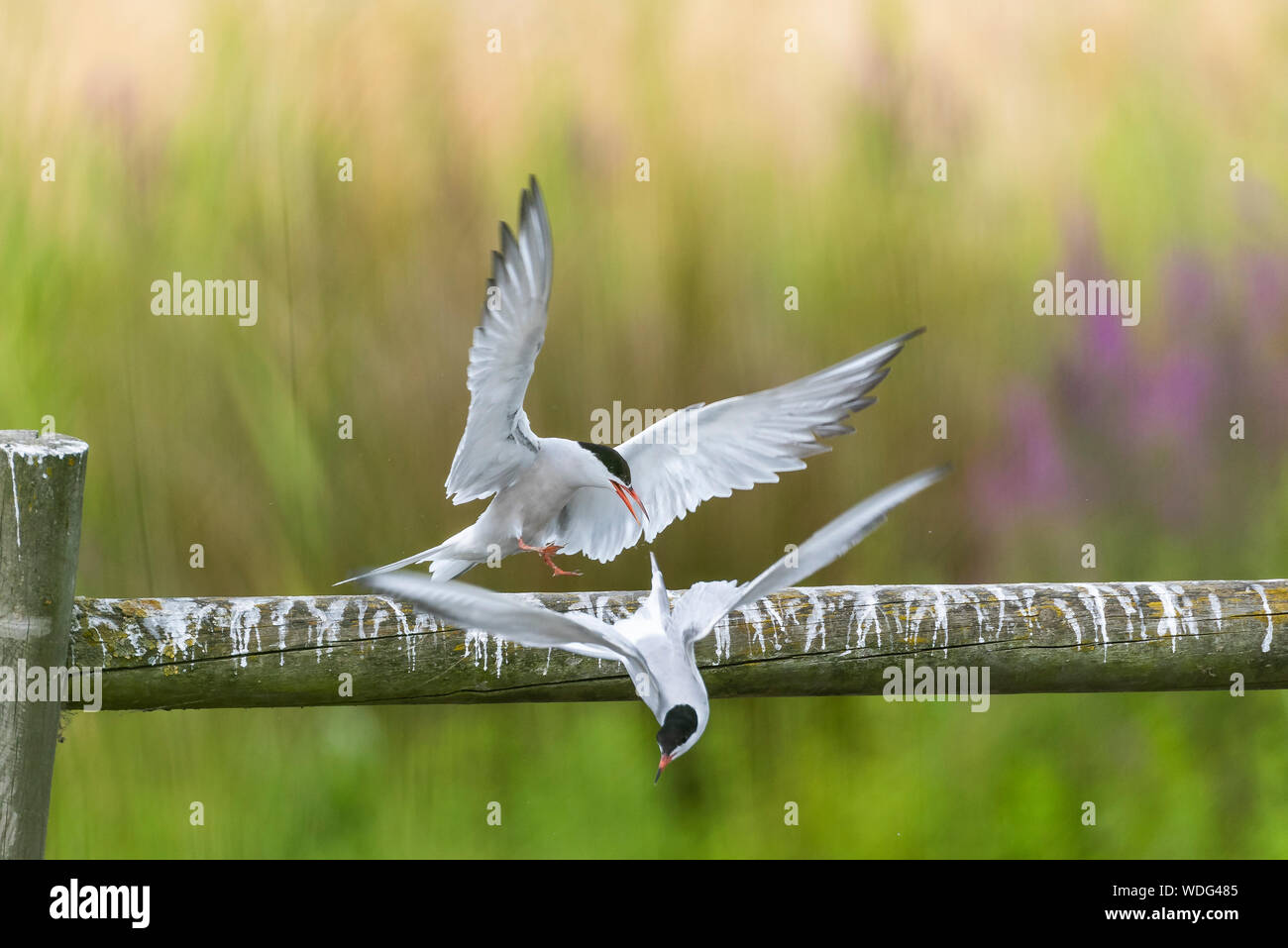 Common Terns, Sterna hirundo, at Greenwich Ecology park. Swooping over wooden perch. Stock Photo