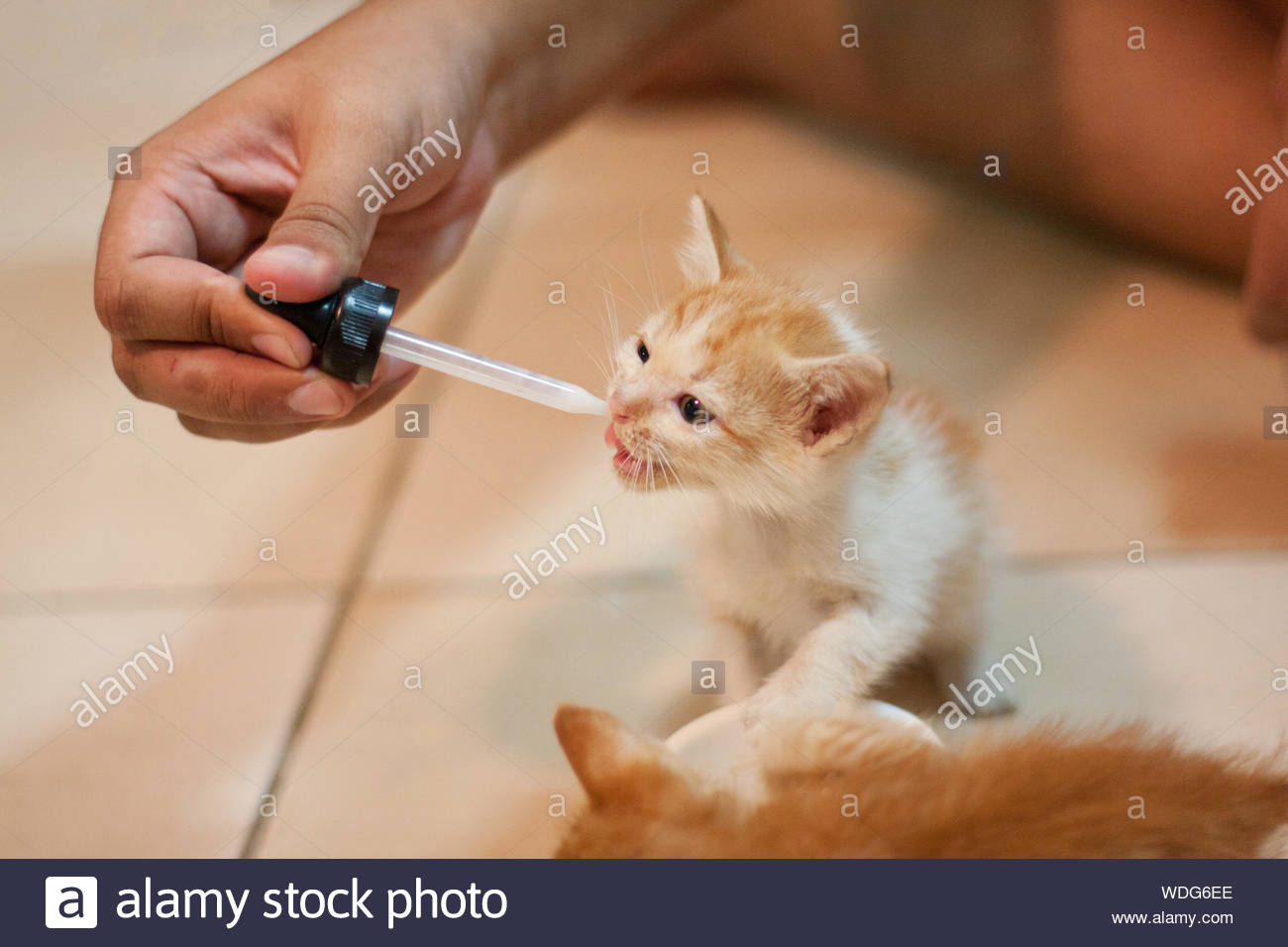 how to hand feed a kitten