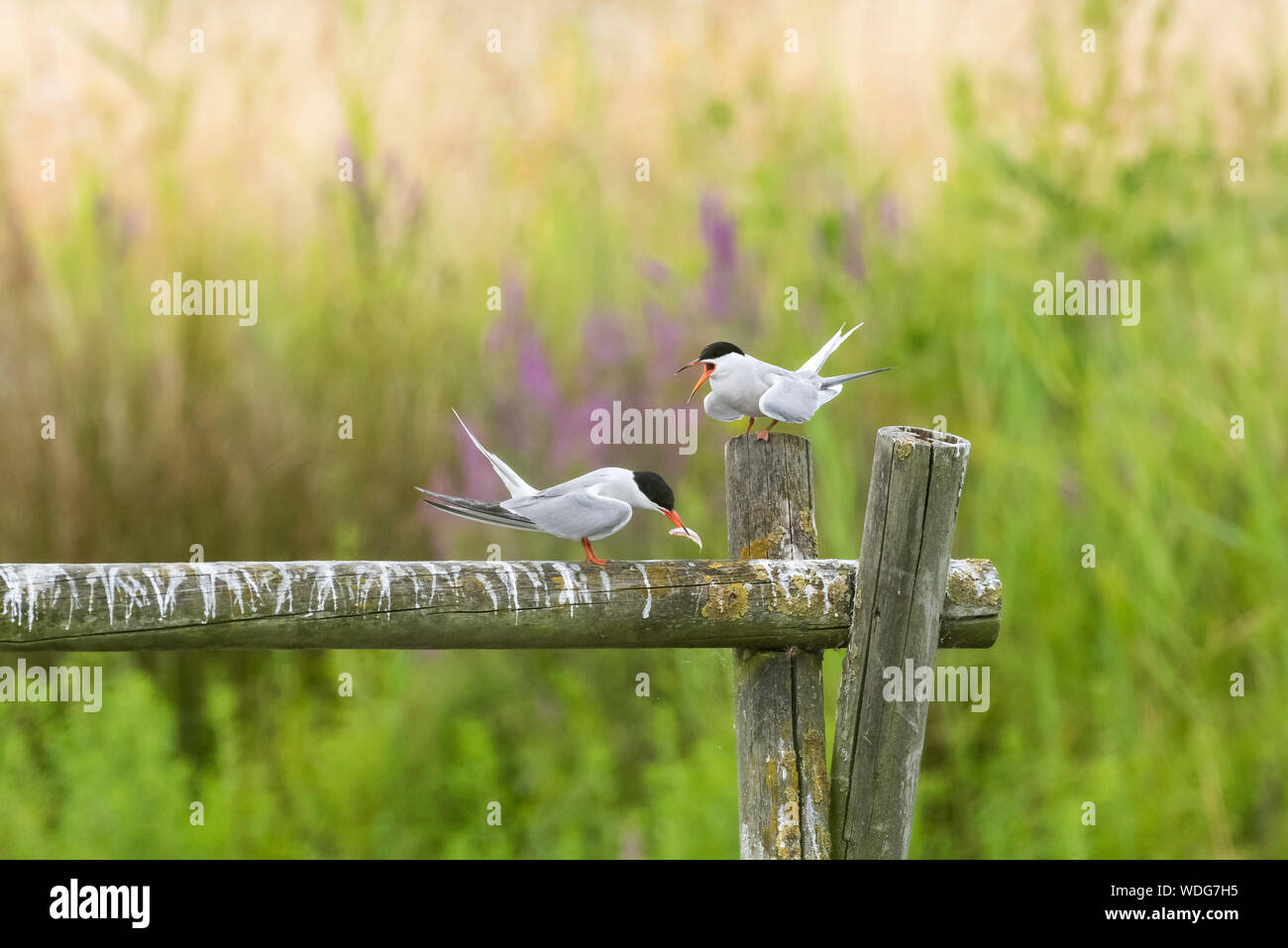 Common Terns, Sterna hirundo, at Greenwich Ecology park. One with fish one with beak open. Stock Photo
