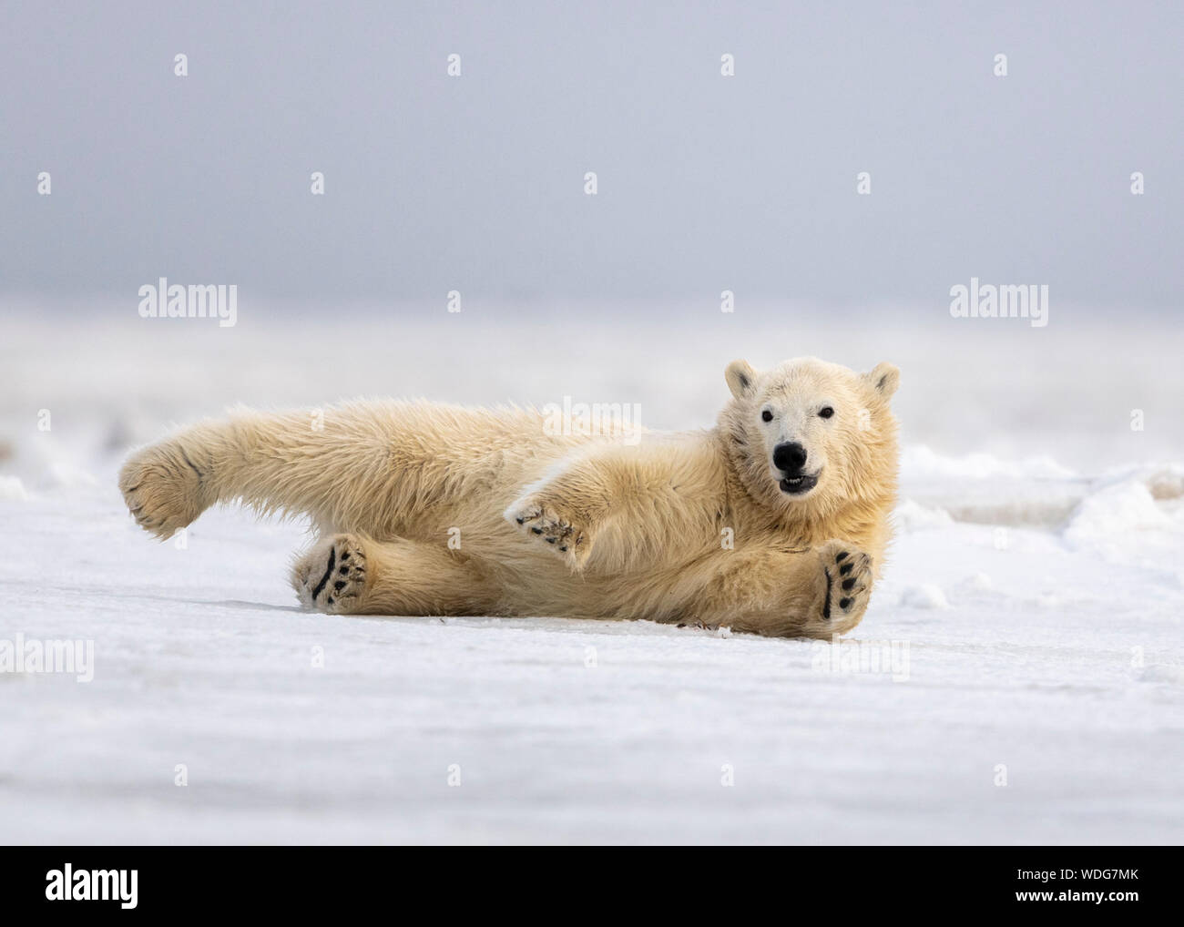 Polar Bear Cub cleaning fur on snow after nursing with mom, Kaktovik, Alaska Stock Photo