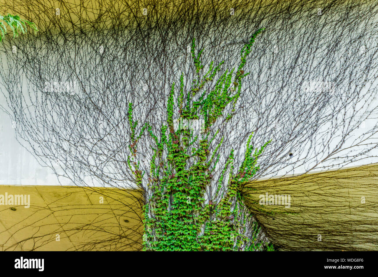 Vines grow under a highway in Seattle, Washington Stock Photo Alamy