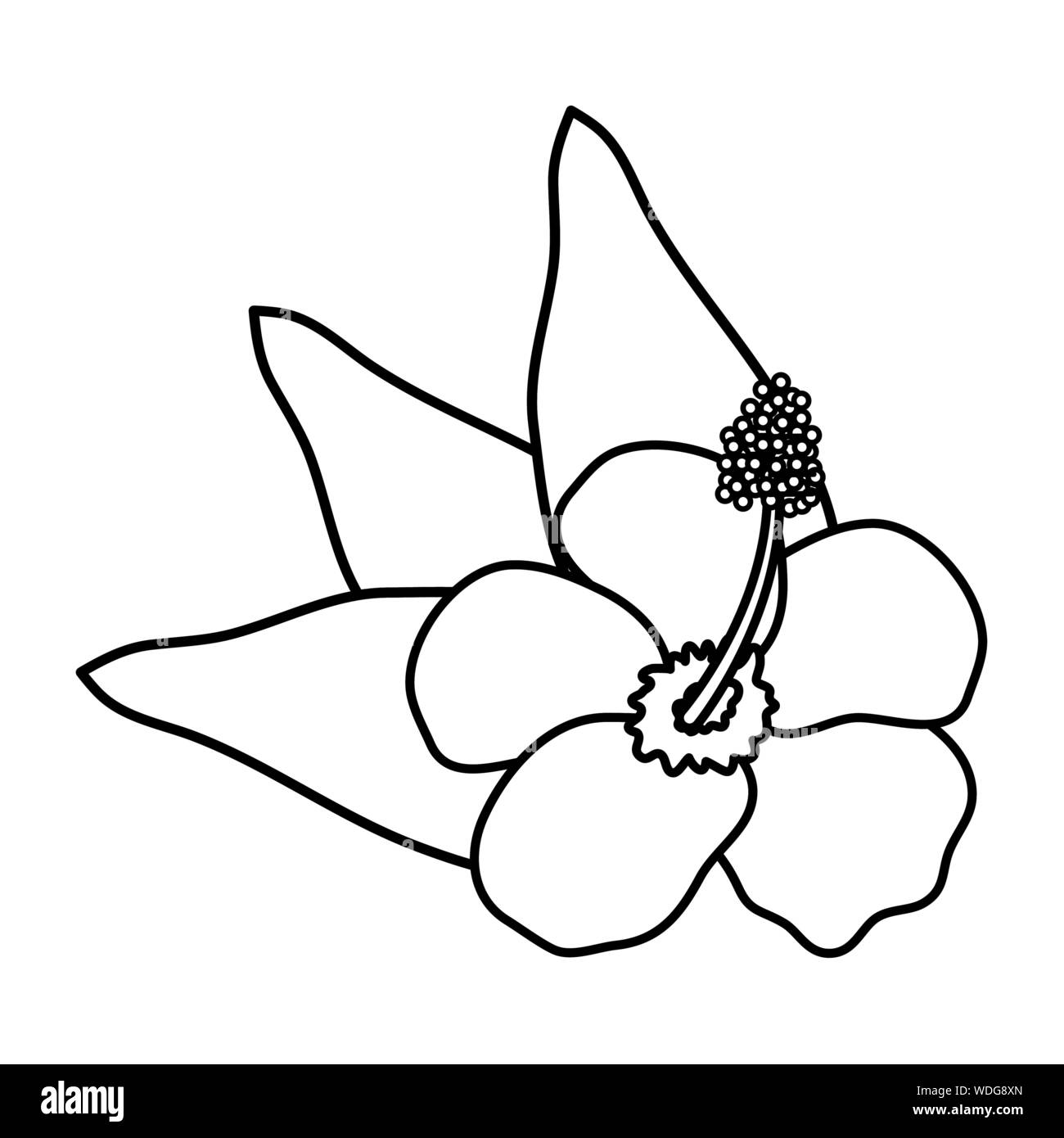 exotic and tropical flower with leafs garden vector illustration design ...