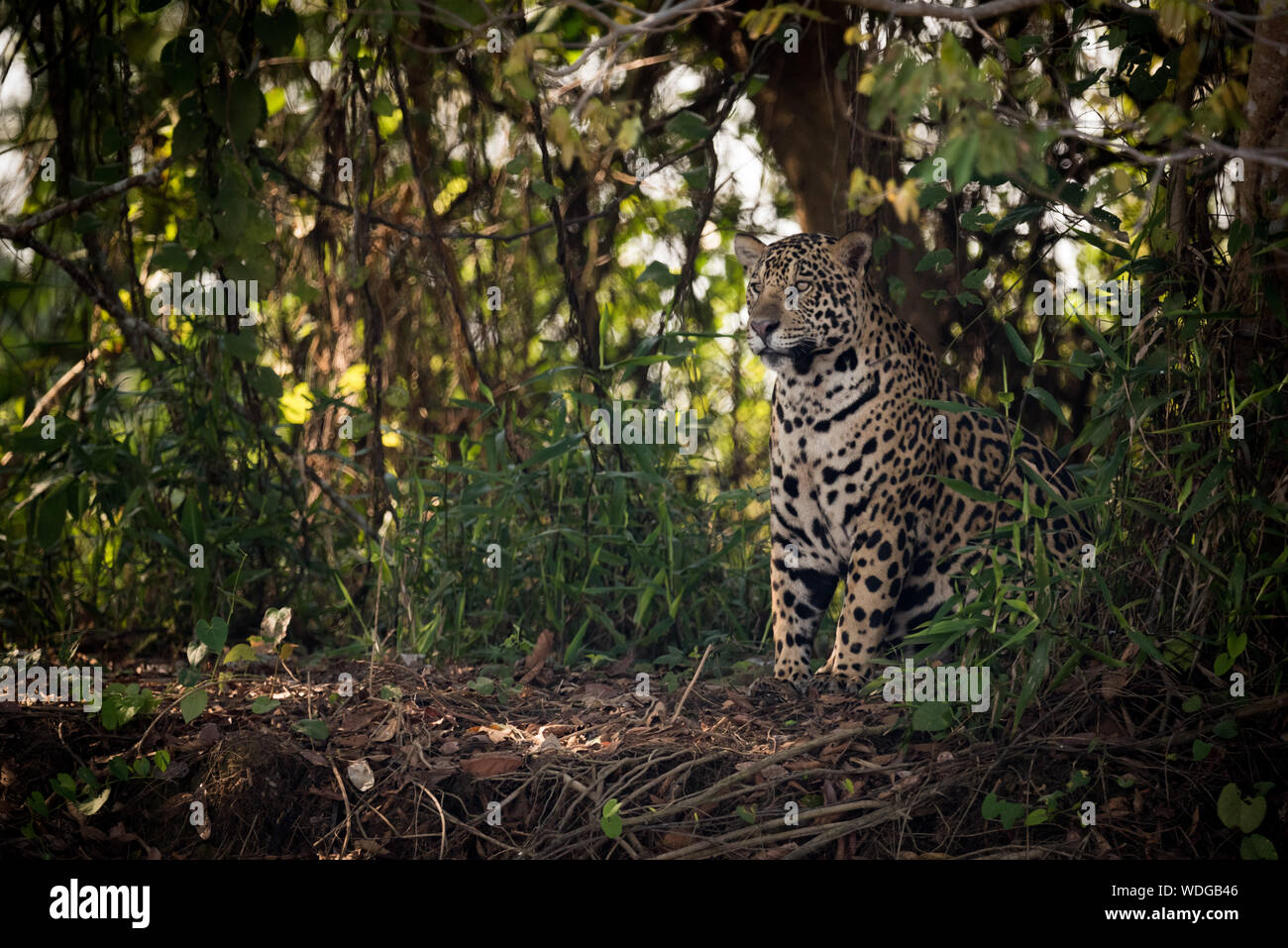 Leopard tree eating hires stock photography and images Alamy