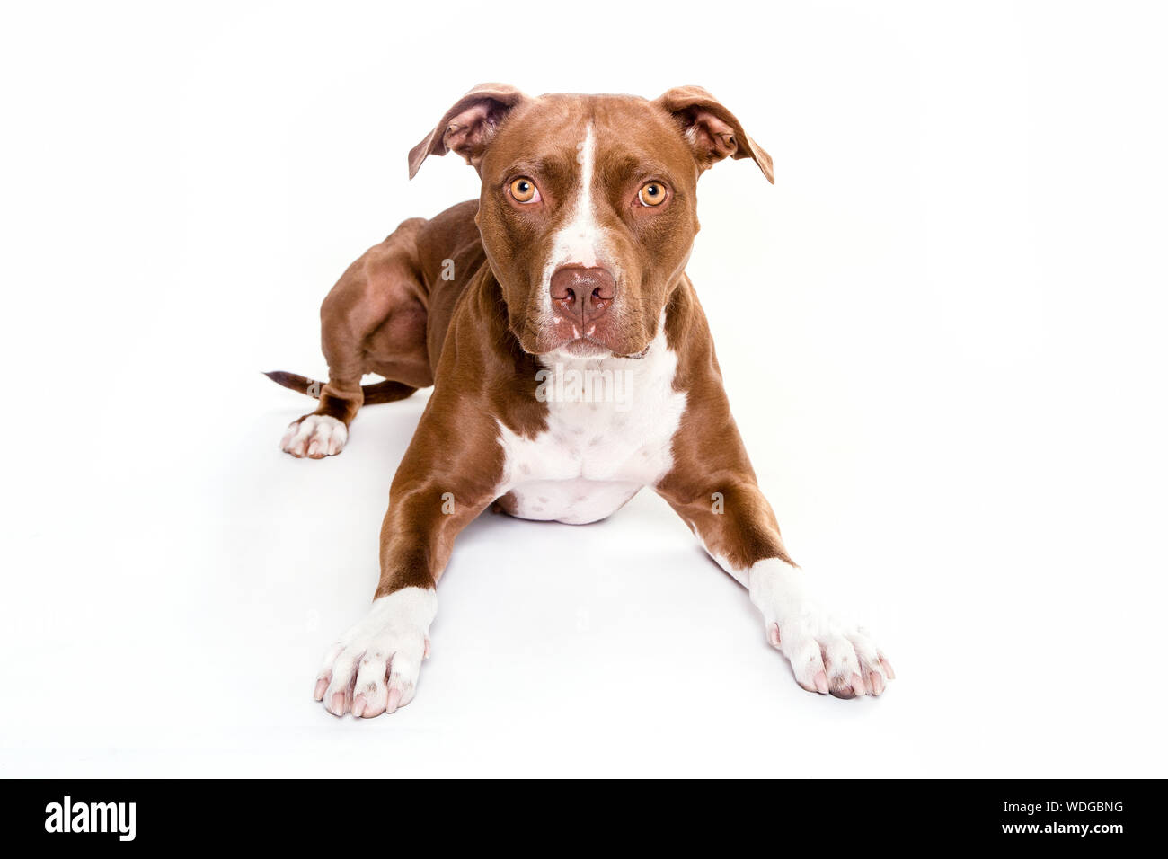 https www alamy com portrait of brown pit bull terrier lying on white background image266506508 html