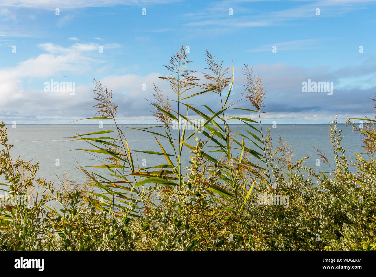 Atlantic coast, in the French brittany Stock Photo