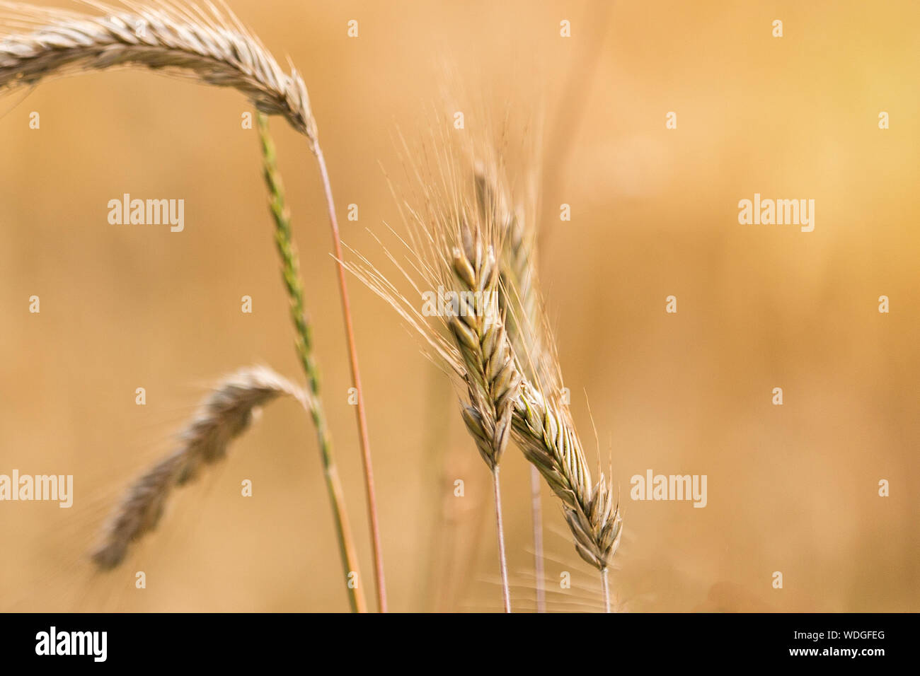 Close-up Of Wheat Crops Stock Photo