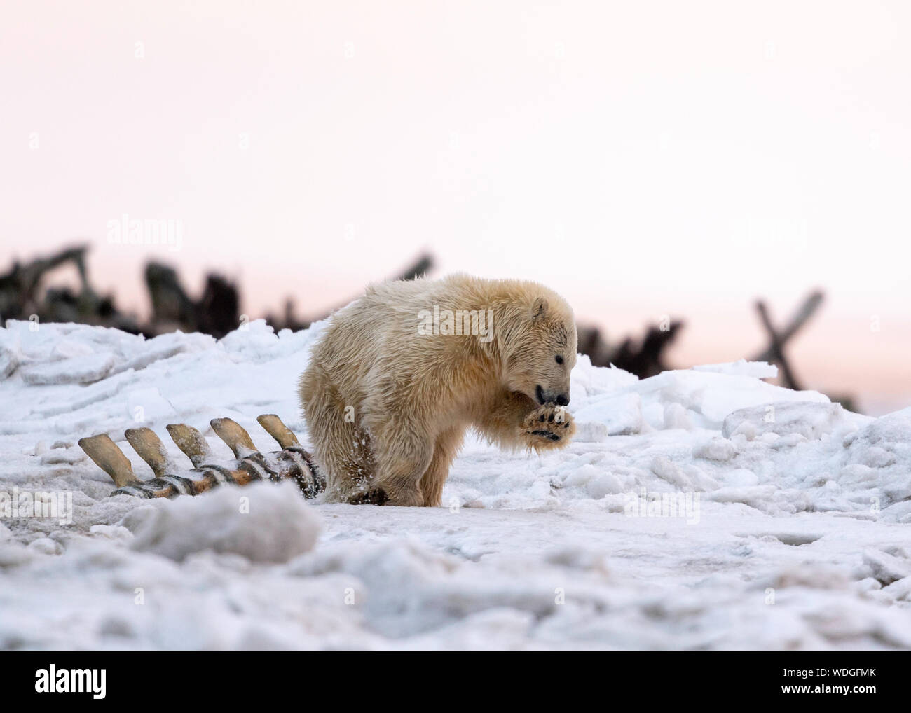 Polar Bear cubs within whale bone, Kaktovik Alaska Stock Photo
