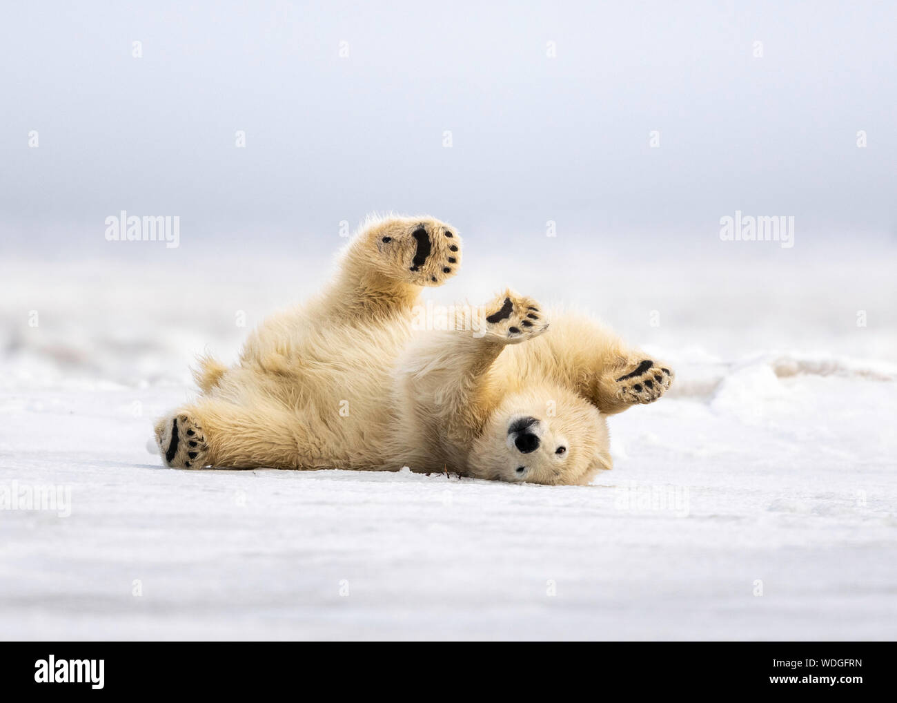 Polar Bear Cub cleaning fur on snow after nursing with mom, Kaktovik, Alaska Stock Photo