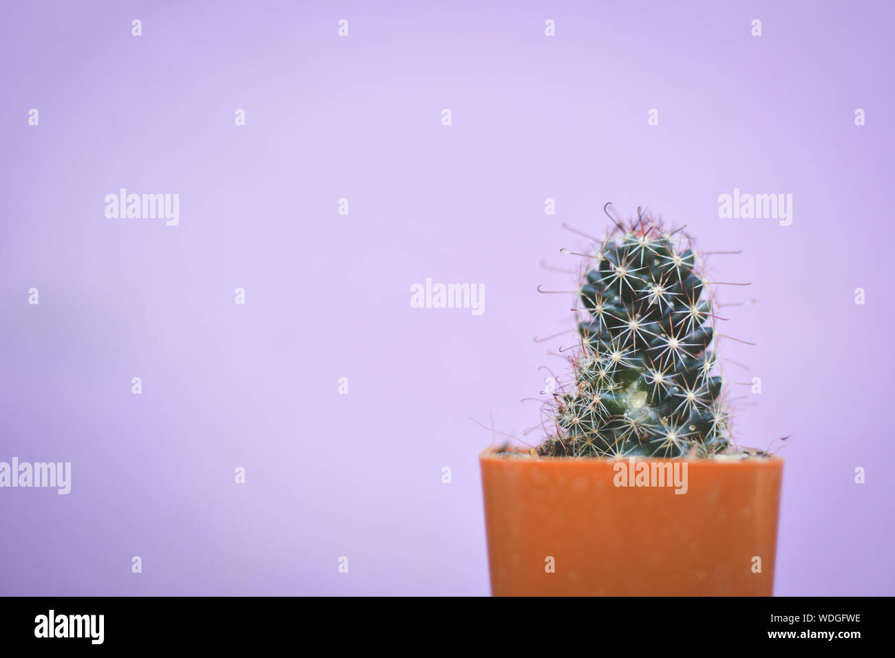 Close-up Of Succulent Plant Against Pink Background Stock Photo