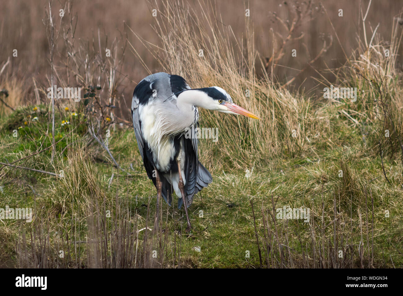 Heron strike, hunched down with head to one side Photo - Alamy