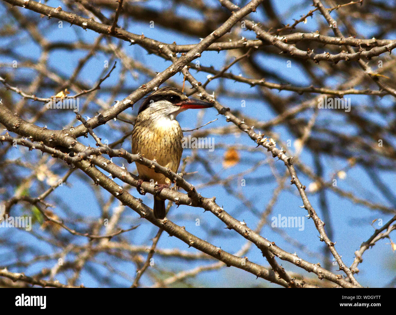 A small and dumpy Kingfisher, the Striped Kingfisher is usually encountered in open dry woodlands well away from water. Stock Photo