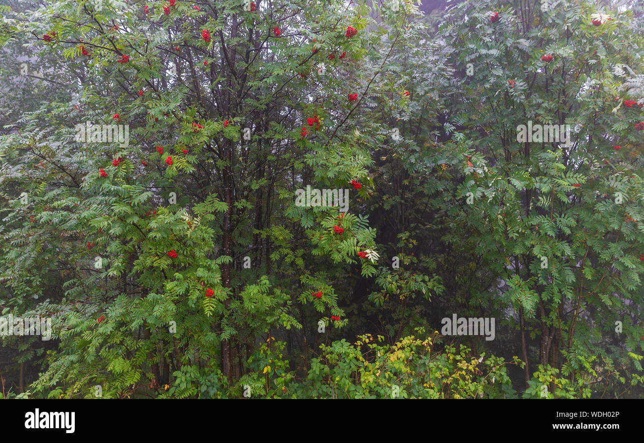 Rowan tree growing in the forest Stock Photo Alamy