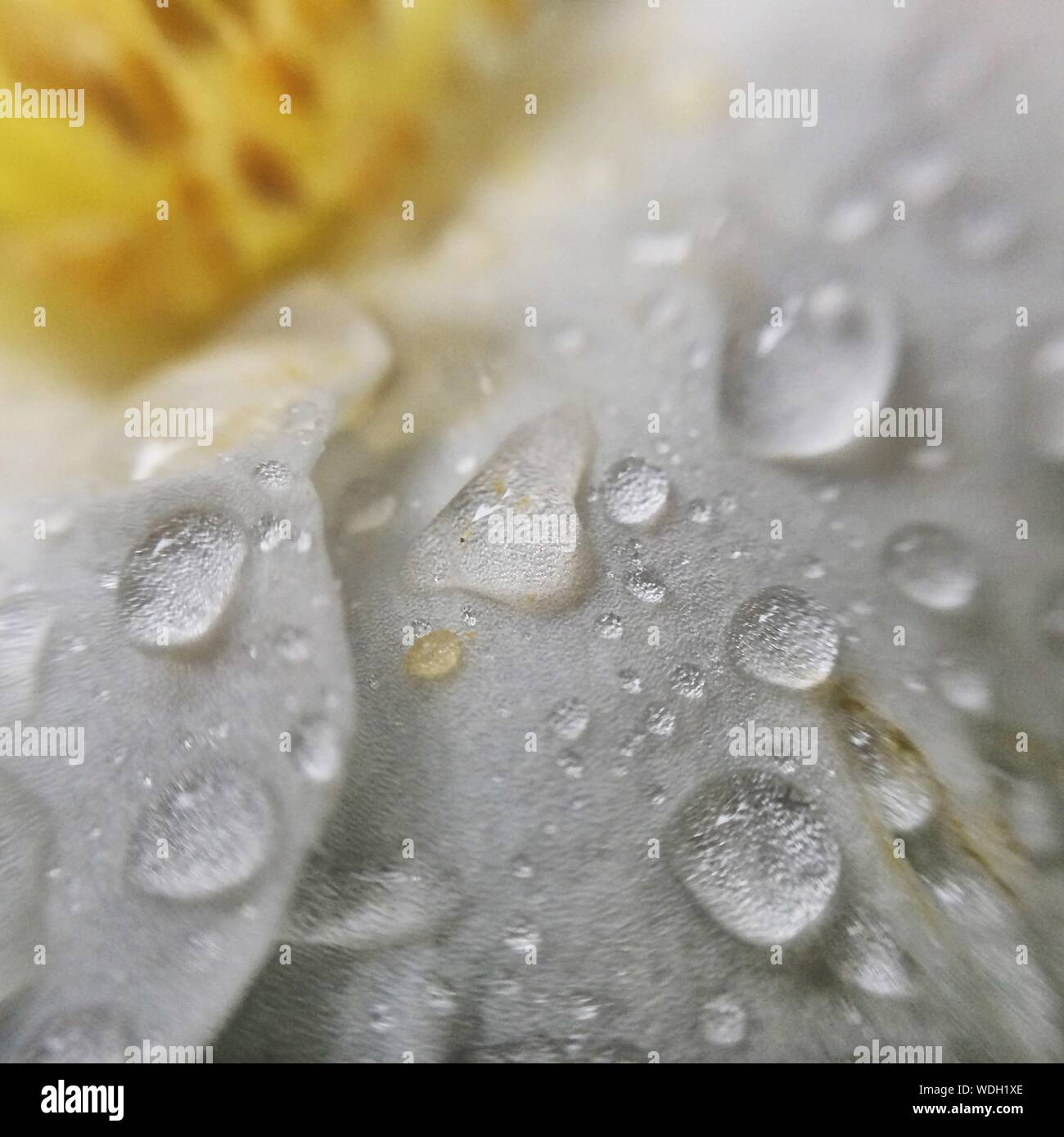 Close-up Of Water Drops On White Leaf Stock Photo