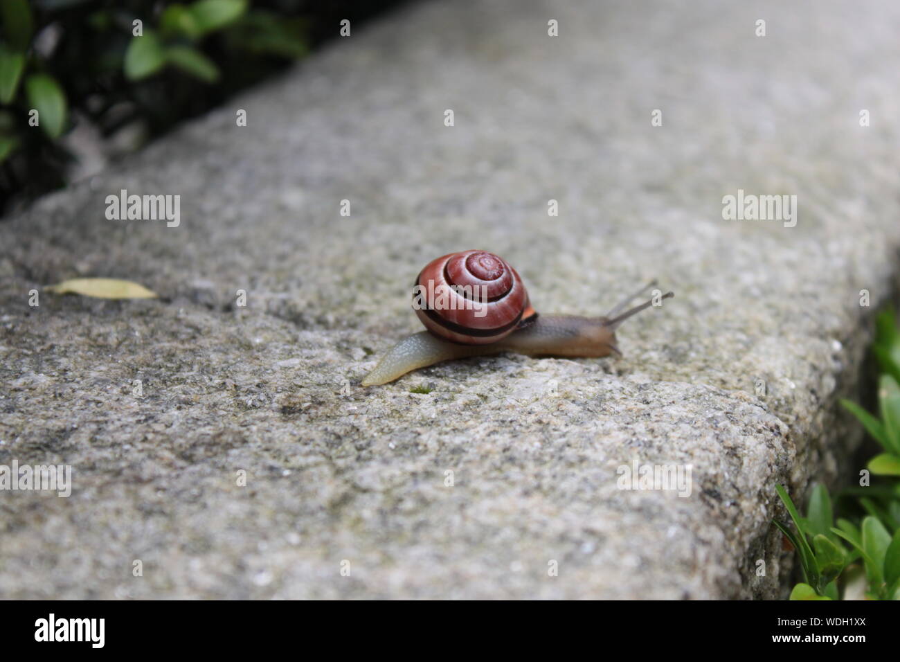 Snail Wall High Resolution Stock Photography And Images Alamy