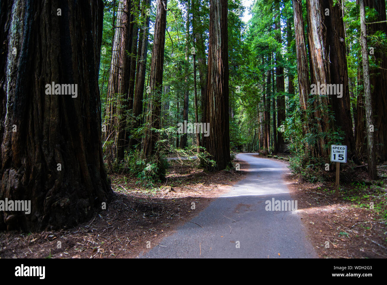 Empty Road Amidst Trees In Redwood National And State Parks Stock Photo