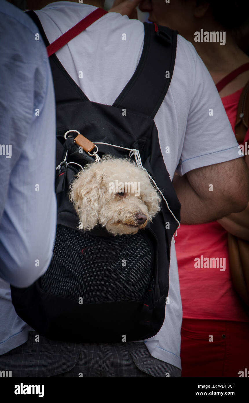 Puppy dog transported in a knight backpack Stock Photo