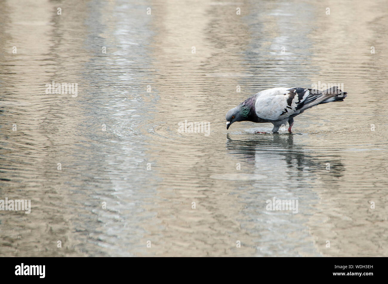 Pigeon drinking in the water mirror located on the Place de la Bourse in Bordeaux Stock Photo