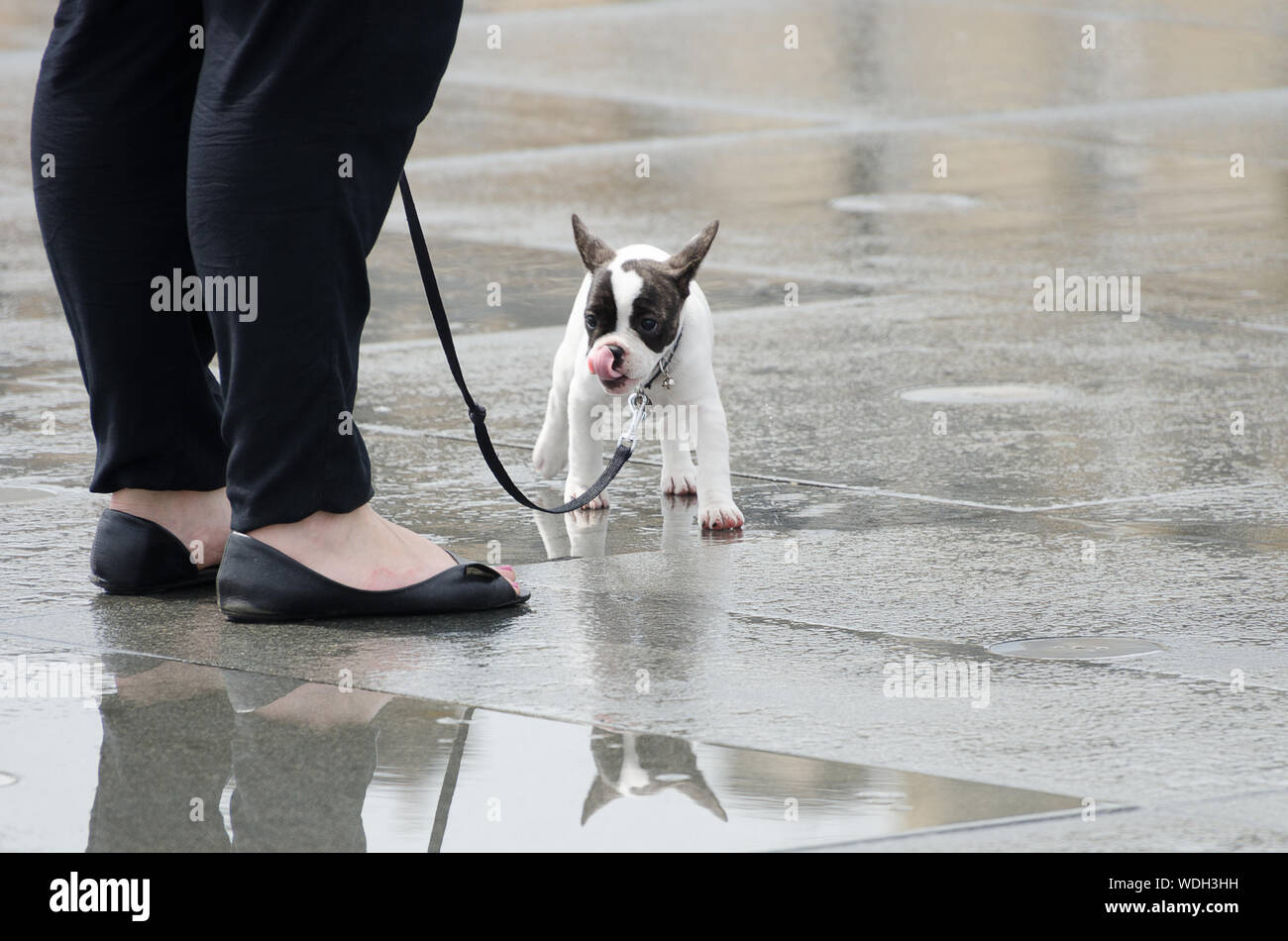 French Bulldog / boston terrier mini Stock Photo