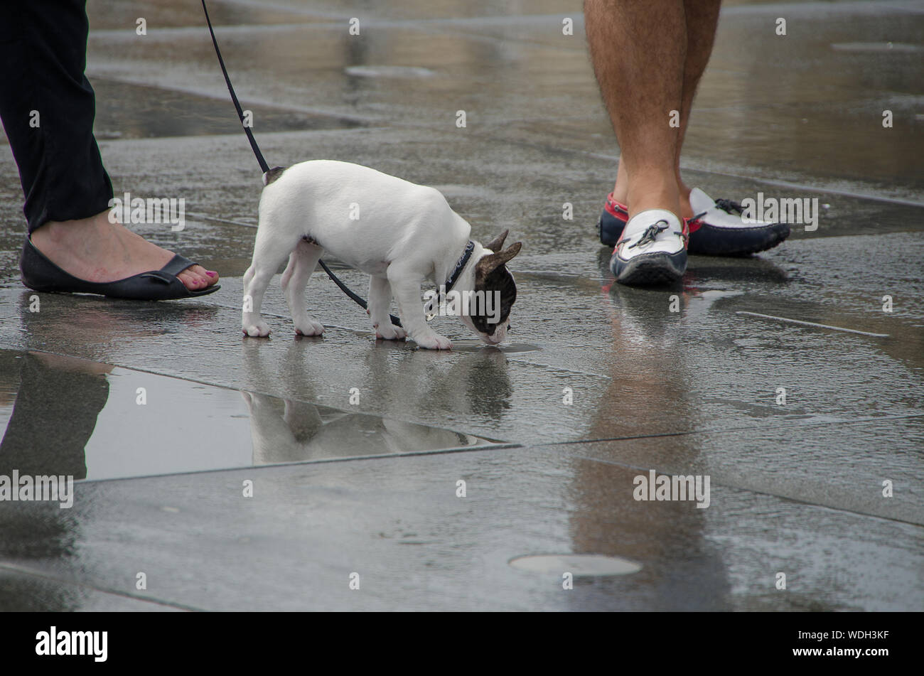 French Bulldog / boston terrier mini Stock Photo