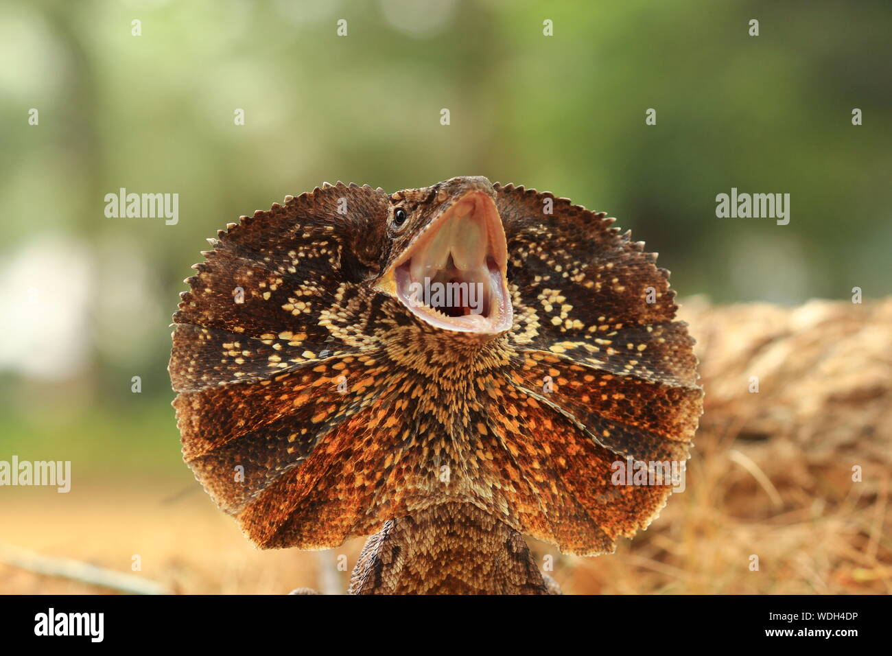 Close-up Of Frilled Lizard Stock Photo