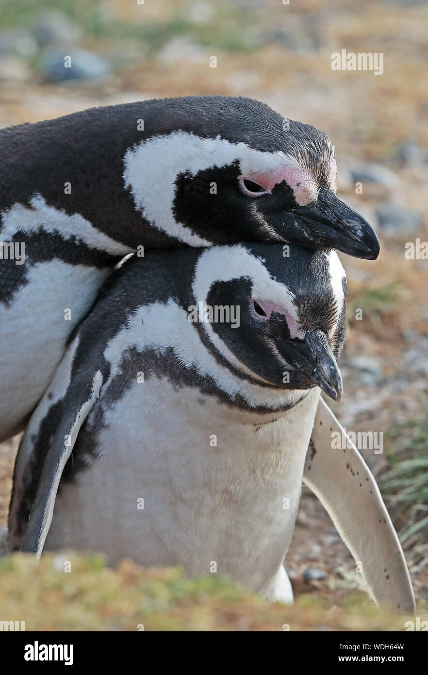 Magellanic Penguin (Spheniscus magellanicus) pair mating at nest burrow  Isla Magdalena, Chile             January Stock Photo