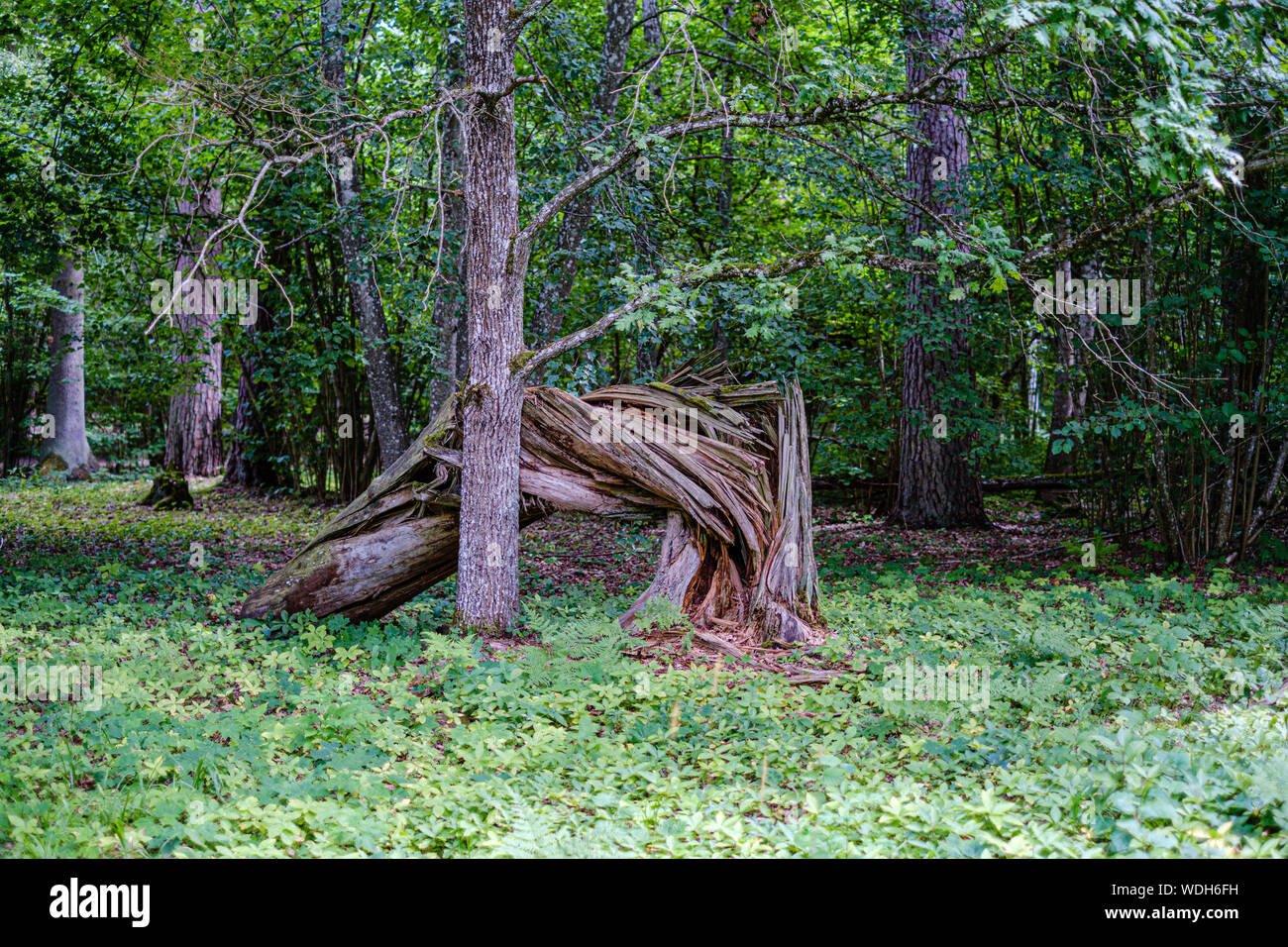 old dry broken tree trunks and stomps in forest summer sunny day Stock