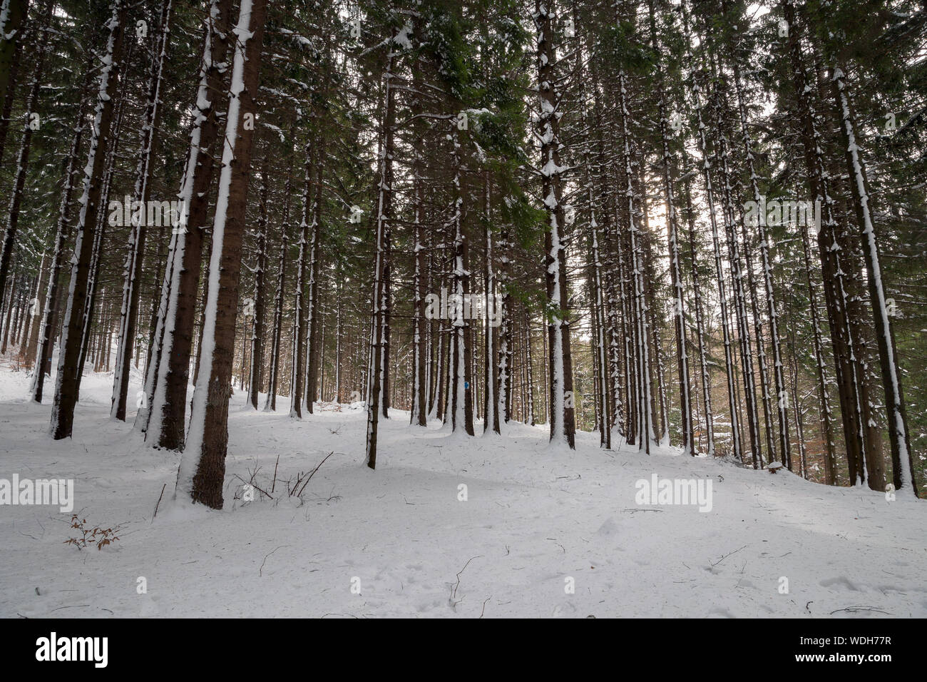 Trees hillside pine sky hi-res stock photography and images - Alamy