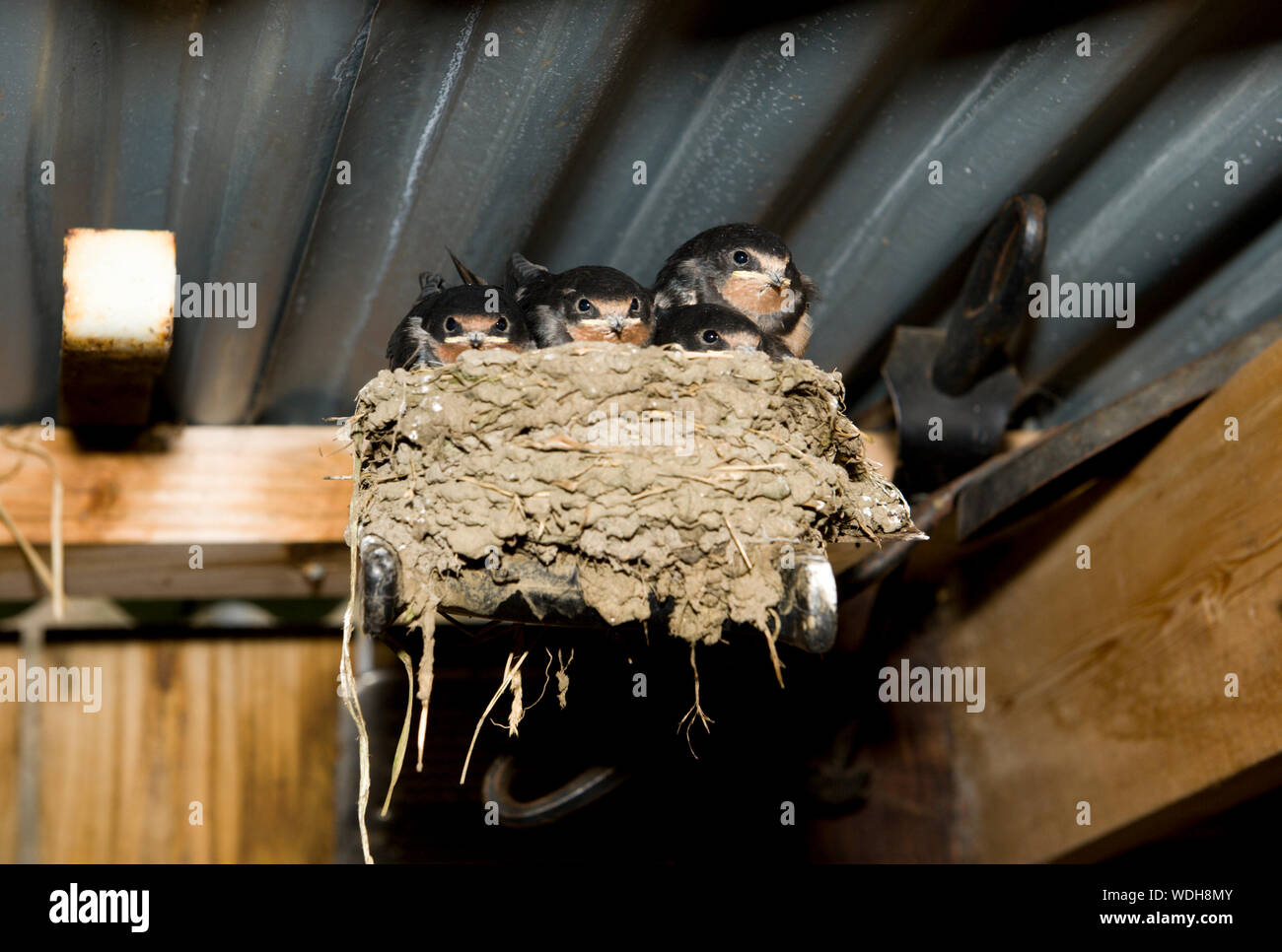 An enterprising pair of swallows have created their nest on the end of a hand saw wedged in the beam of a wood shed in Corgarff, Aberdeenshire Stock Photo