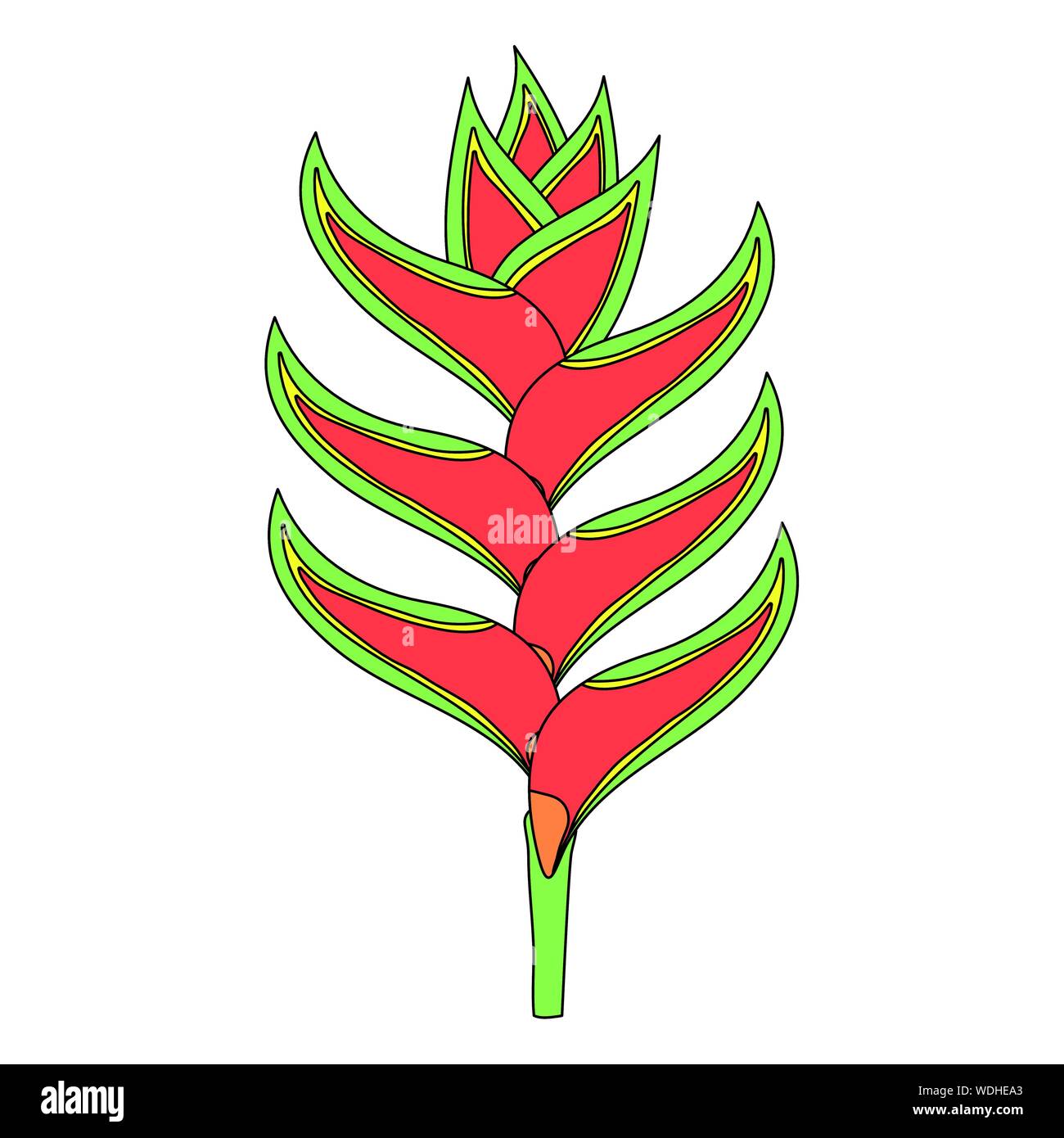 tropical beauty heliconia exotic plant vector illustration design Stock ...