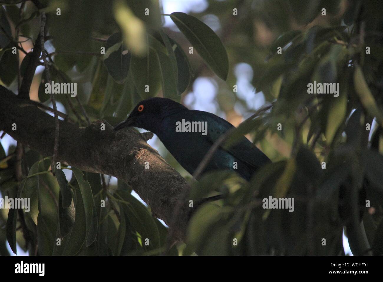 Black-bellied Starling (Lamprotornis corruscus) at Addo Elephant National Park, Eastern Cape, South Africa Stock Photo