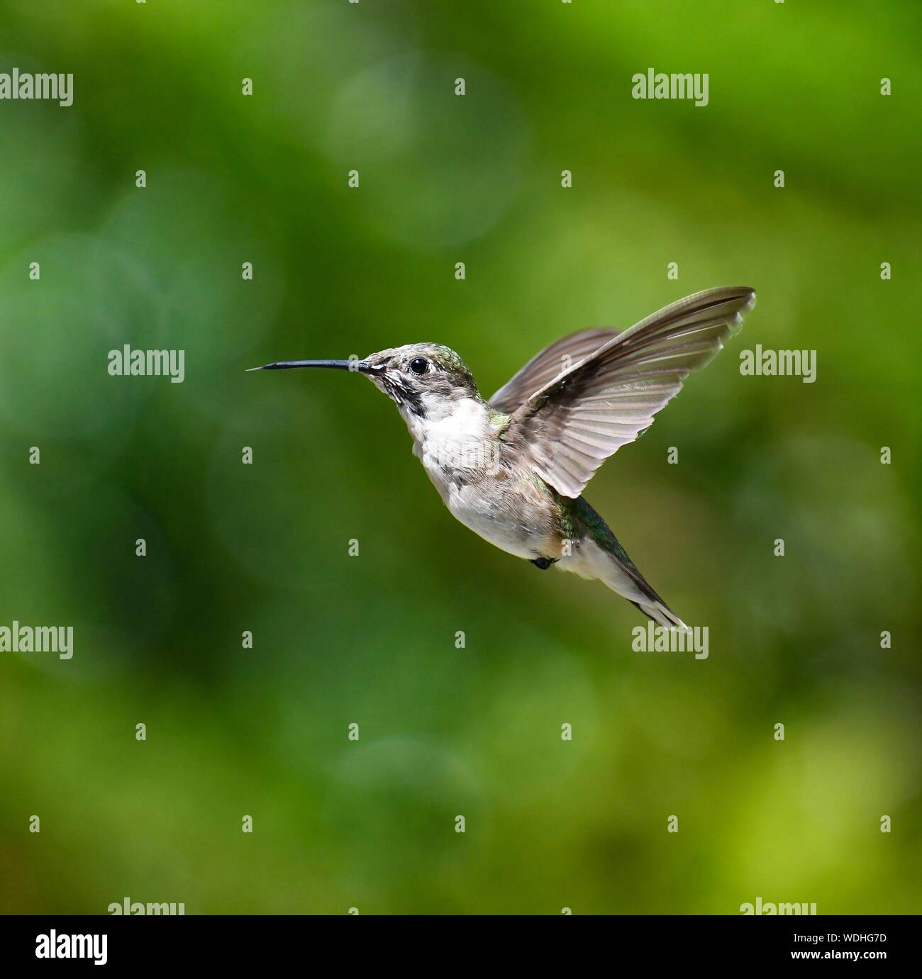 flying hummingbird, hummer, - Stock Image