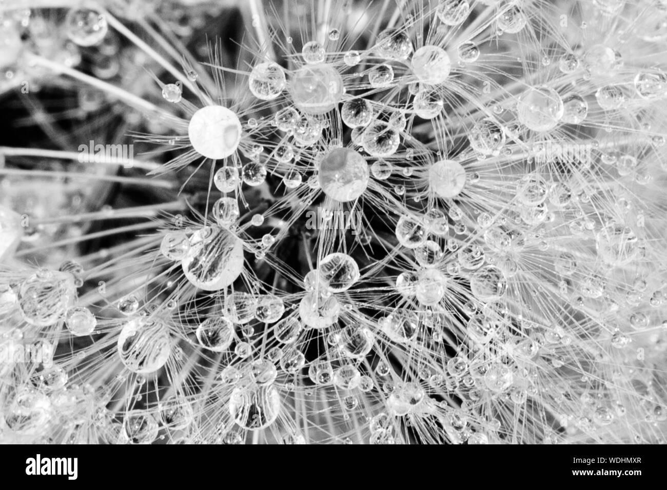 Wildflowers Wildflower Black and White Stock Photos & Images - Alamy