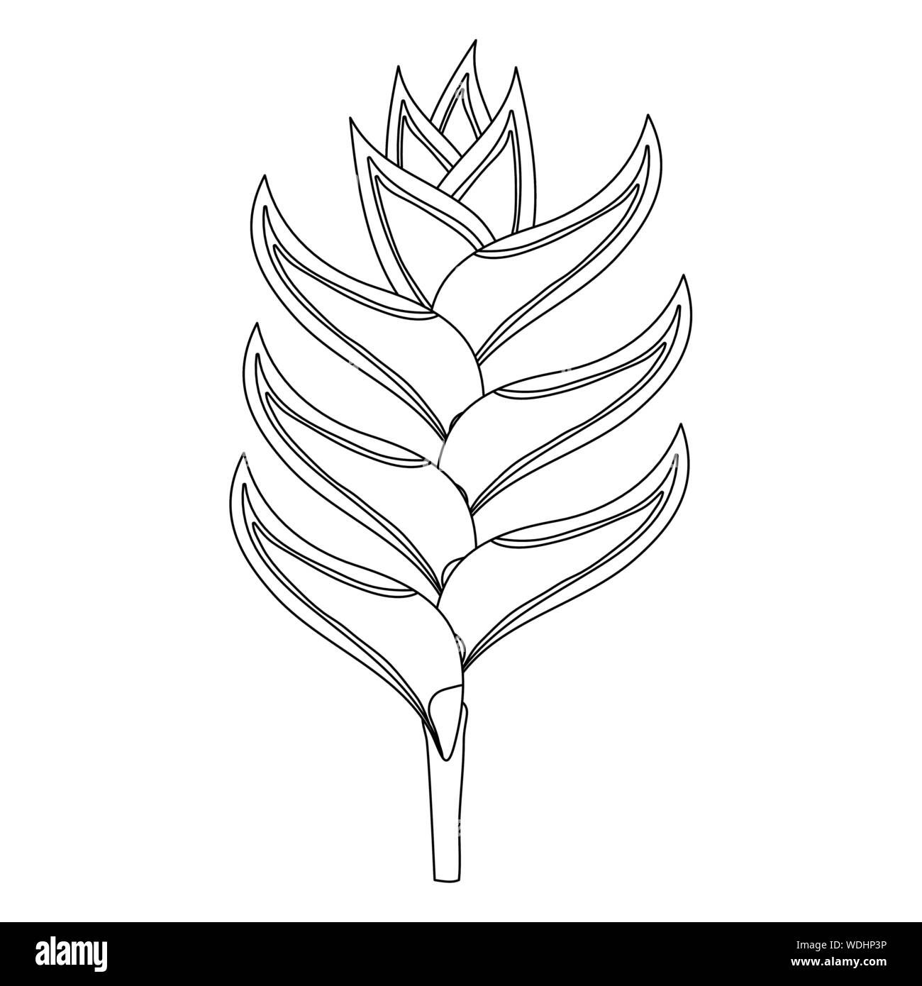 tropical beauty heliconia exotic plant vector illustration design Stock Vector