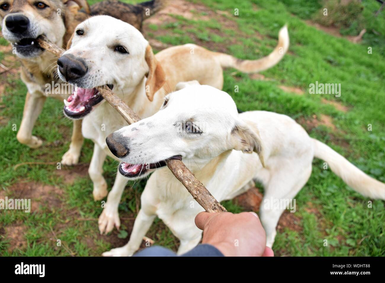 Dog with his hands up hires stock photography and images Alamy