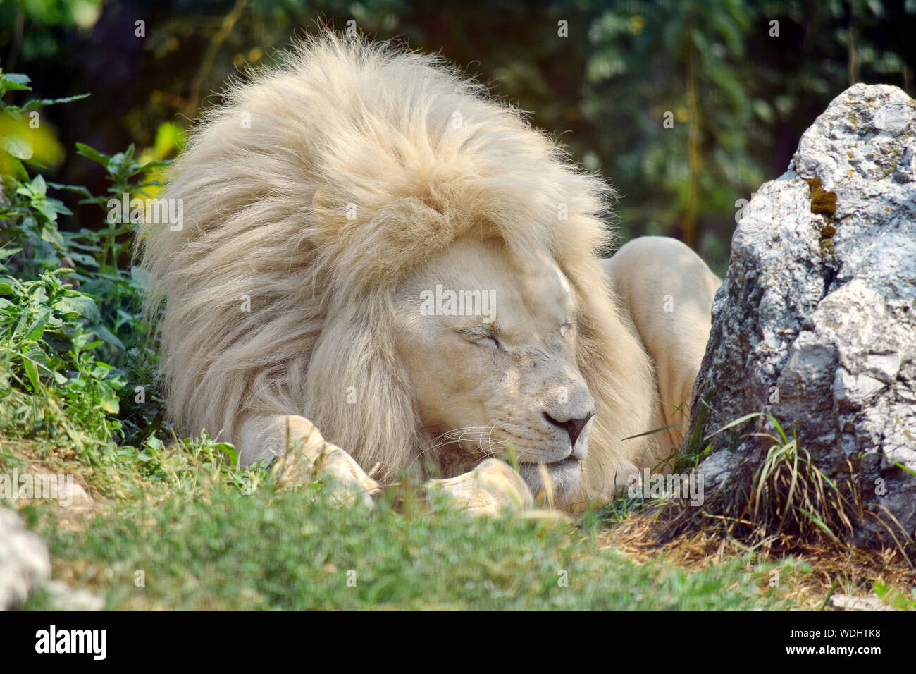 White Lion Sleeping Panthera Leo Krugeri Stock Photo