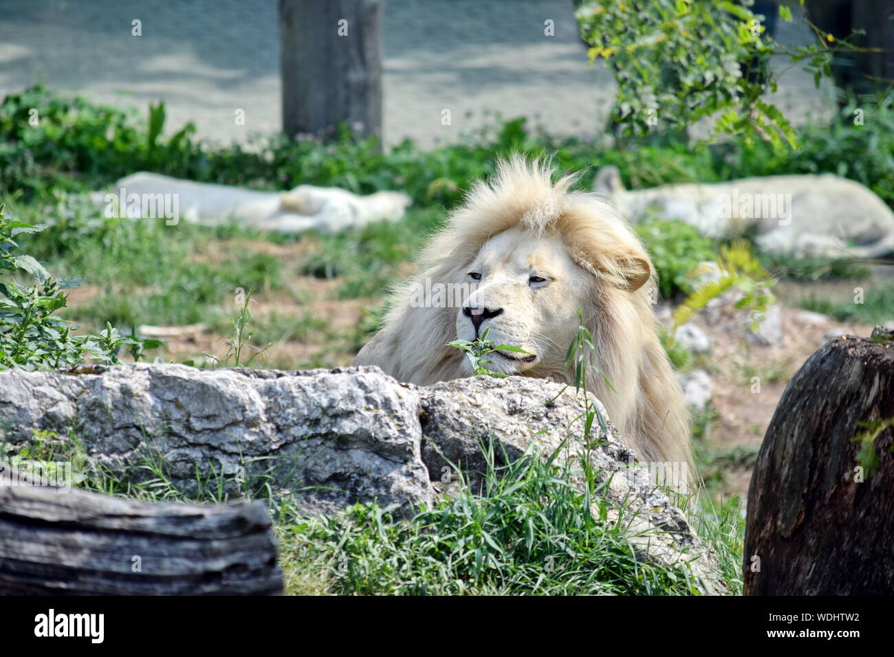 White Lion Resting Panthera Leo Krugeri Stock Photo