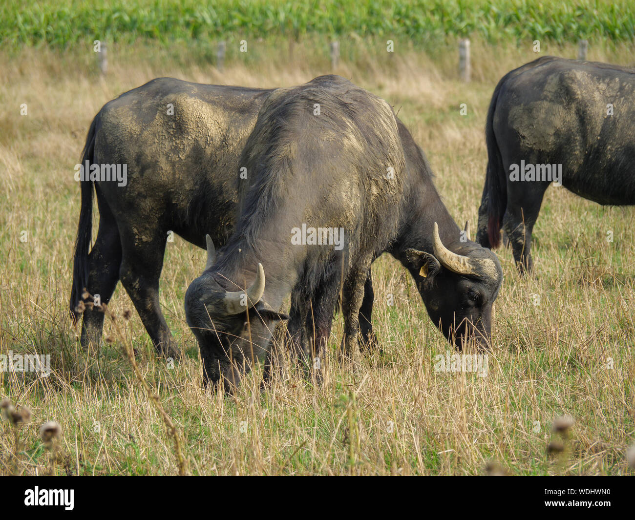 Buffalos in germany Stock Photo - Alamy