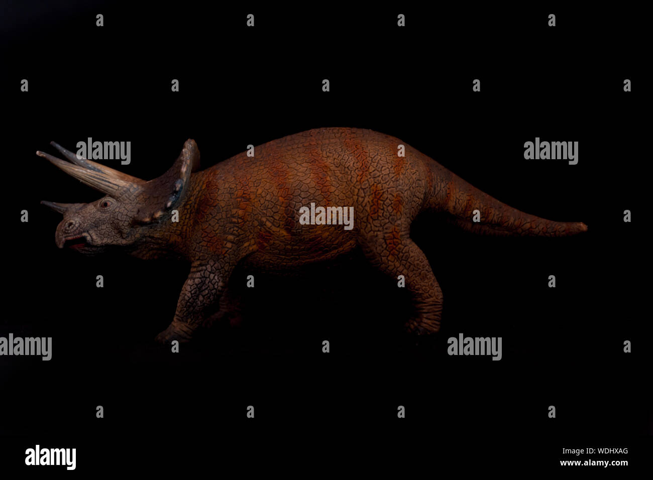Triceratops isolated on black background. Triceratops is an herbivore dinosaur lived in cretaceous period Stock Photo